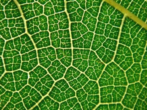 Reticulate Venation Leaves & Plants | Reticulate Venation Diagram ...