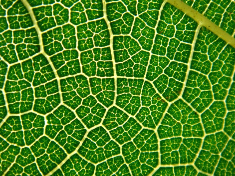 Reticulate Venation  Leaves & Plants | Reticulate Venation Diagram & Examples