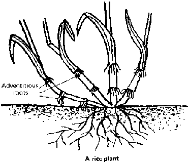 Functions & Adventitious Roots Example in Plants & Trees