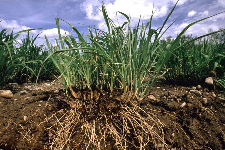 Difference Between Taproot and Fibrous Root