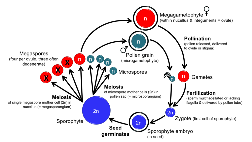 Homosporous vs Heterosporous Plants