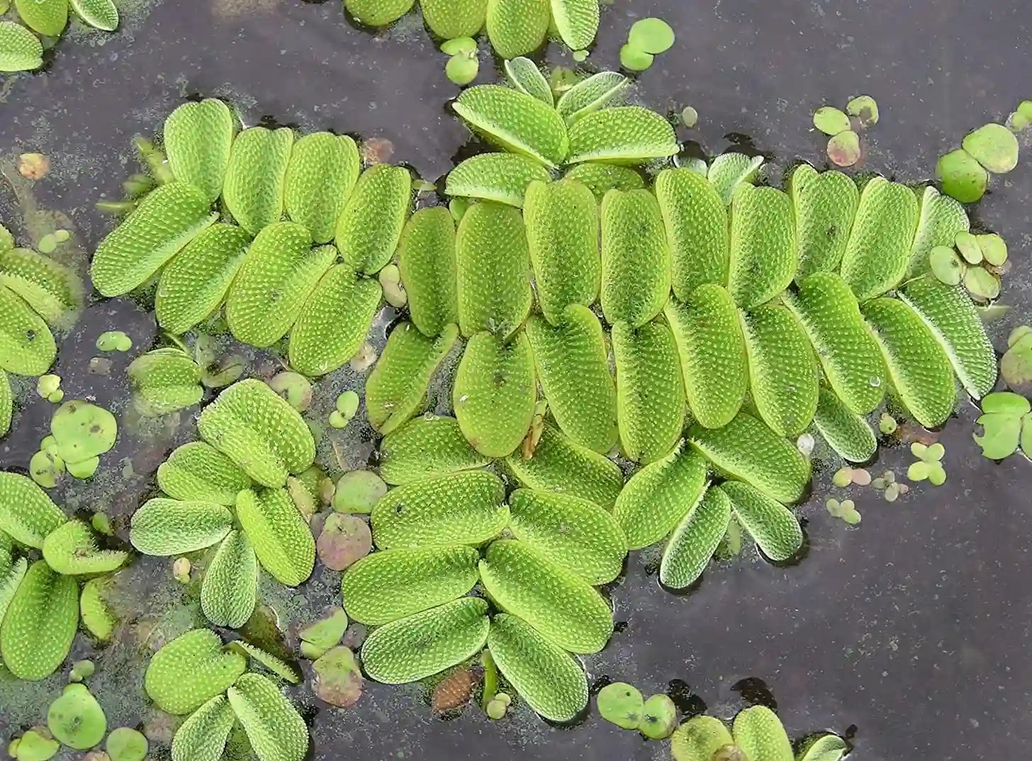 Examples of Heterosporous Pteridophytes