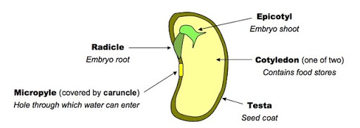 Function Of Micropyle In Seed [Here's The Answer] Studynature