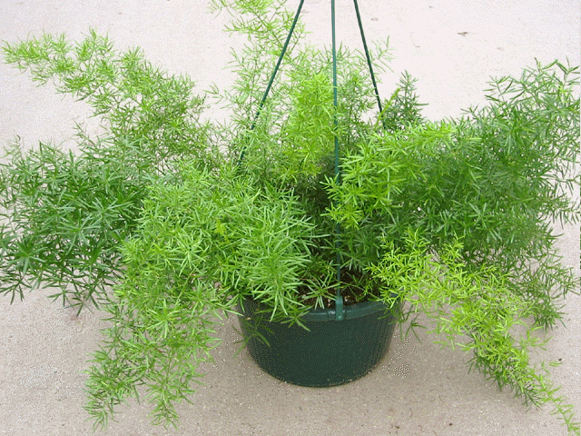 Sprengeri Ferns Care Growing Conditions & Descriptions
