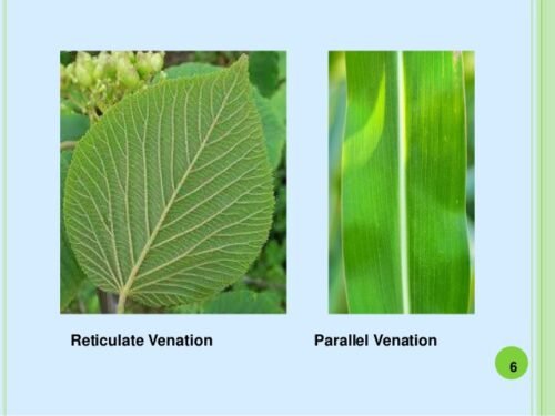 parallel-venation-leaves-plants-parallel-venation-examples-here-s