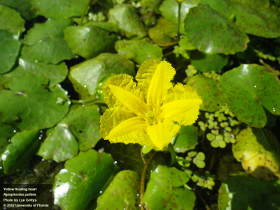 Nymphoides Peltata -Yellow Floating Heart