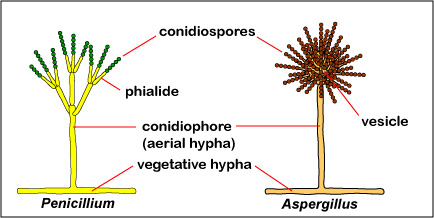 sporangiospores and conidiospores Sporangiospores and Conidiospores