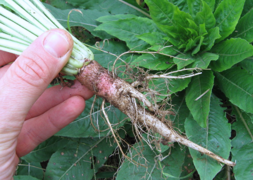 Difference Between Taproot and Fibrous Root