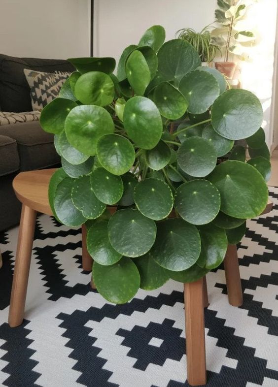 Chinese Money Plant pilea Peperomioides