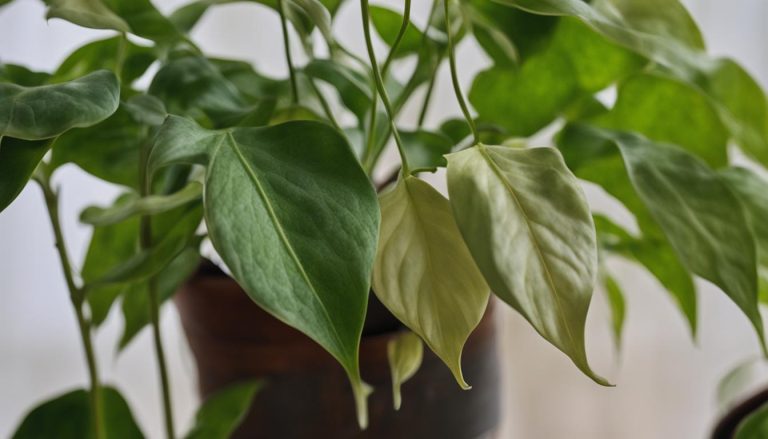 Dealing with Reverted Manjula Pothos: A Guide for Bringing Back Lush Green Foliage