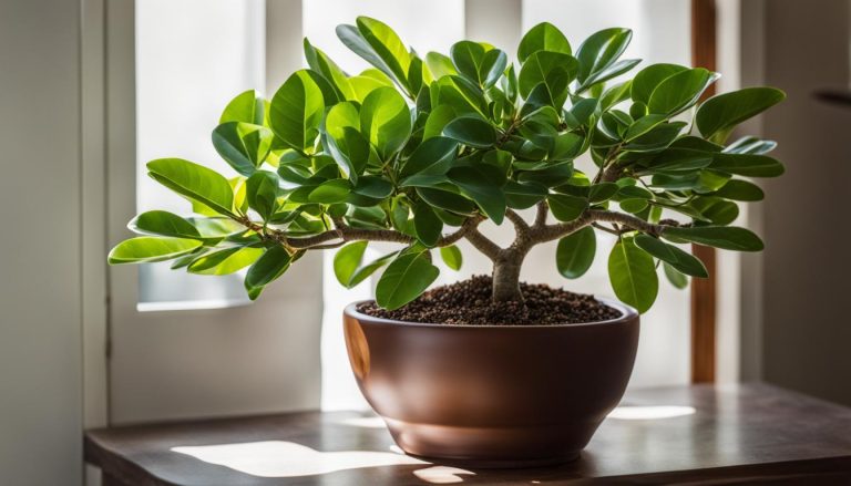 Ficus Audrey Leaves Curling: Troubleshooting and Care