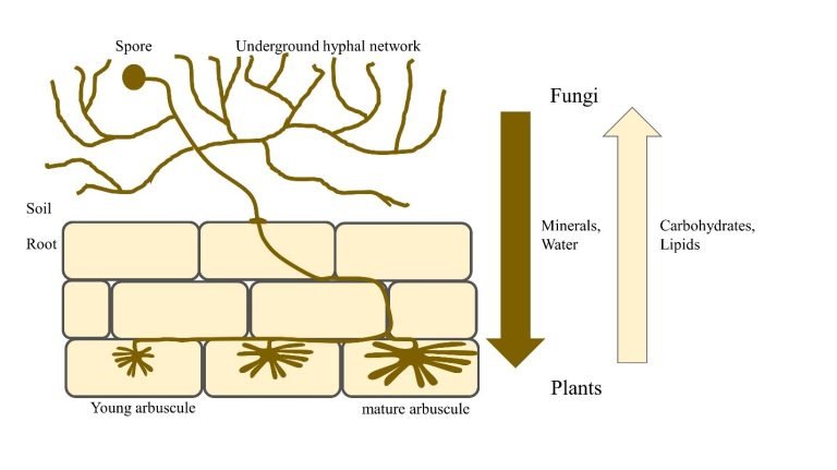 Arbuscular Mycorrhizal Fungi (AMF)