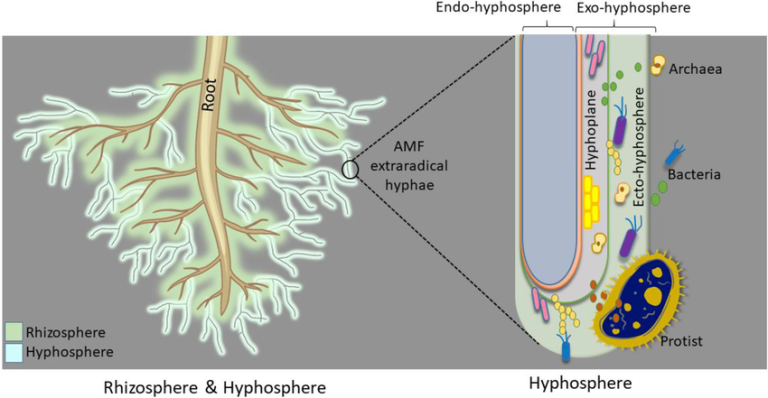 How Do Mycorrhizal Fungi Help Plants Communicate