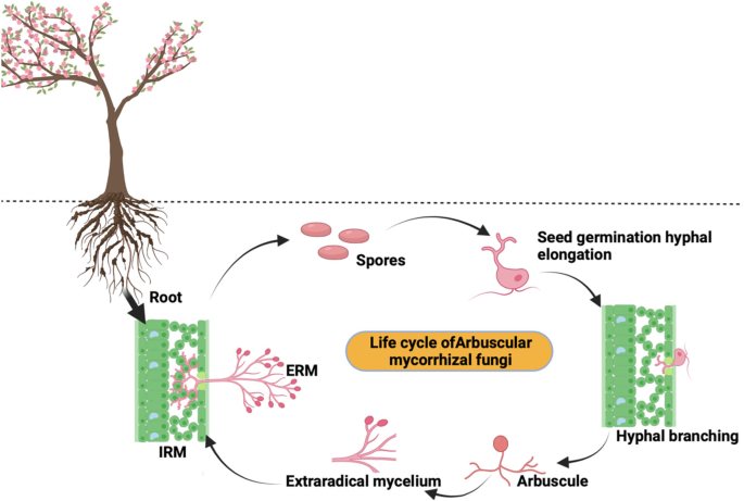 Arbuscular Mycorrhizal Fungi (AMF)