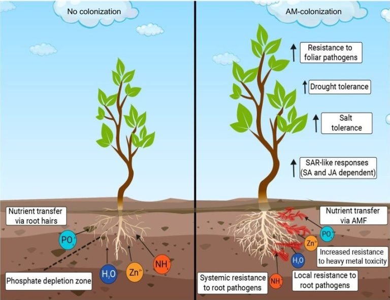 Which Plants Benefit from Mycorrhizal Fungi?