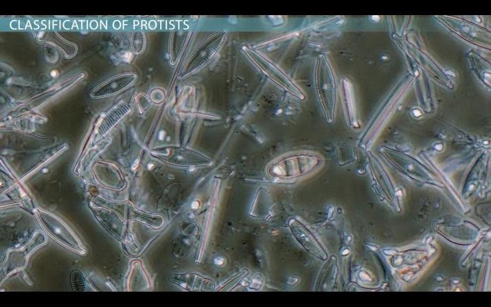 Are Protists Autotrophs Or Heterotrophs And Chemotrophs?