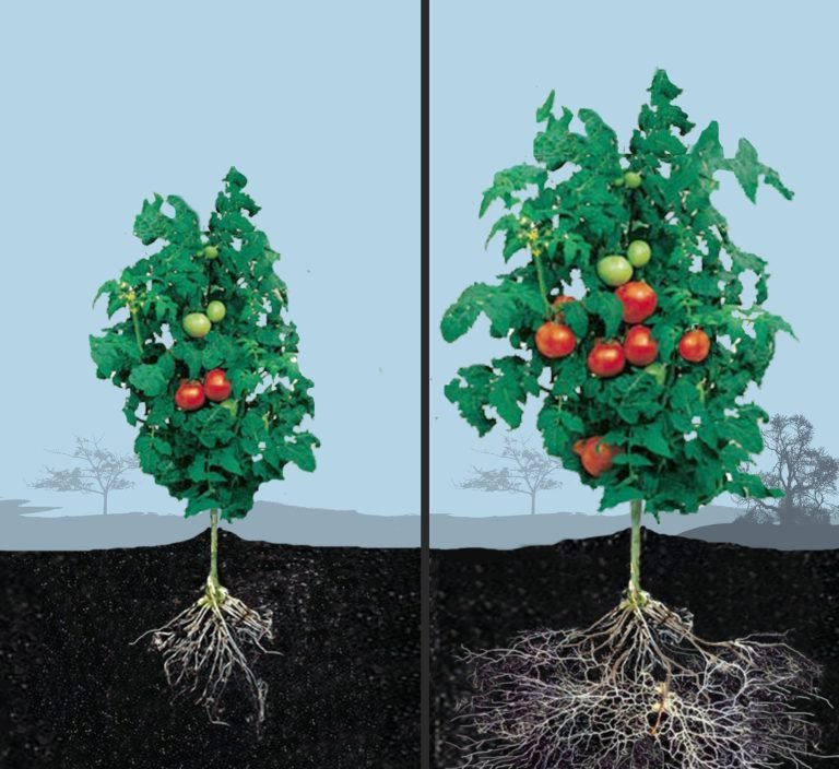 Can Mycorrhizal Fungi Be Added After Planting