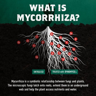 Definition and Importance of Mycorrhizal Inoculants 1 Definition And Importance Of Mycorrhizal Inoculants