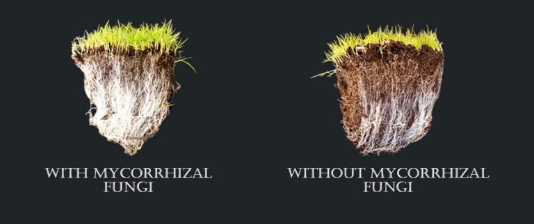  Definition and Importance of Mycorrhizal Inoculants