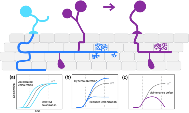 How Long Does It Take For Mycorrhizae To Colonize?