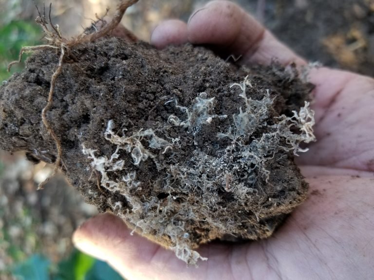 How To Add Mycorrhizae To Soil Naturally q