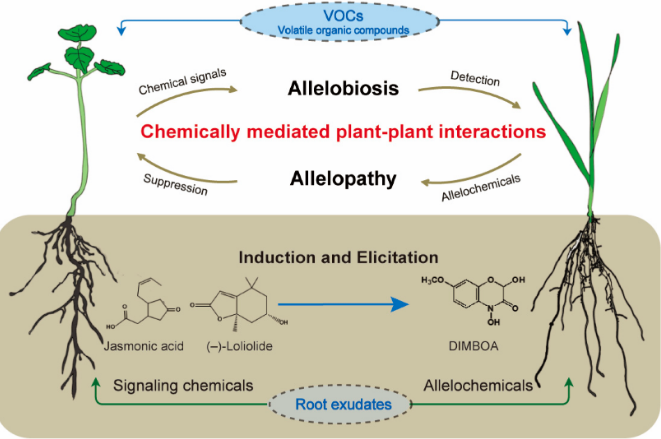 What Are Allelochemicals in Plants? How Do Allelochemicals Work?