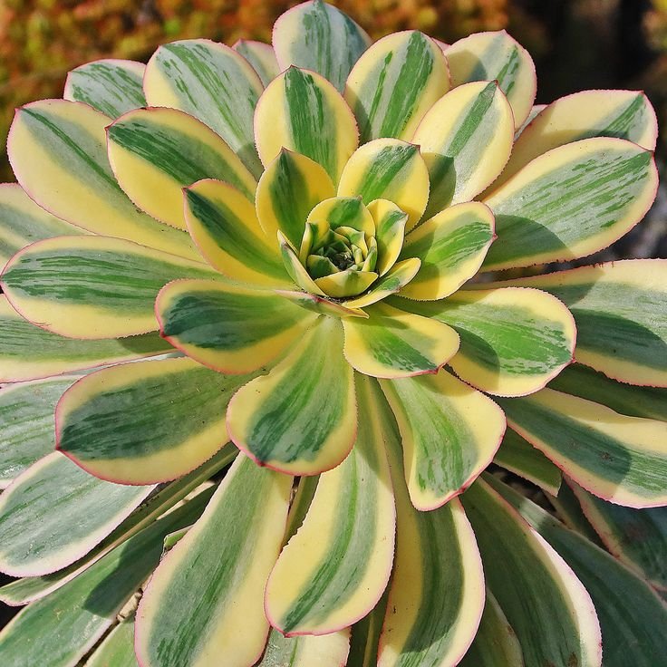 Aeonium Merlot