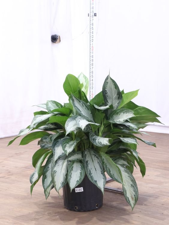 Aglaonema Silverado