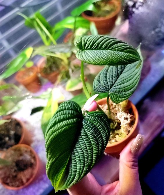 How Do You Care For Anthurium Splendidum? 4 Anthurium Splendidum (3)