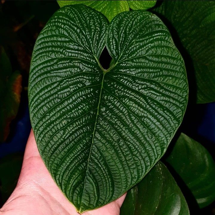 How Do You Care For Anthurium Splendidum? 5 Anthurium Splendidum (3)