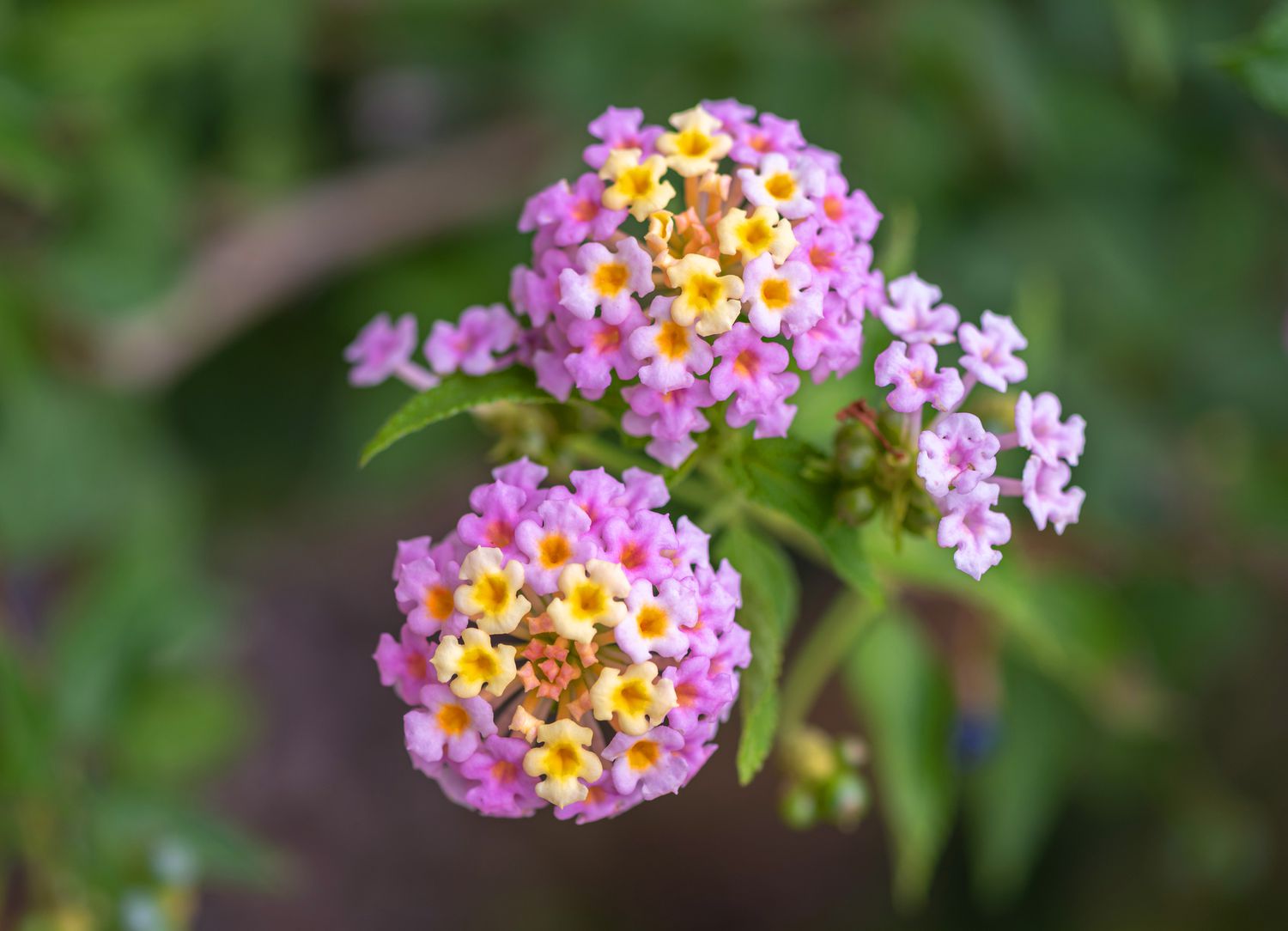 Plants That Repel Pesky Mosquitoes